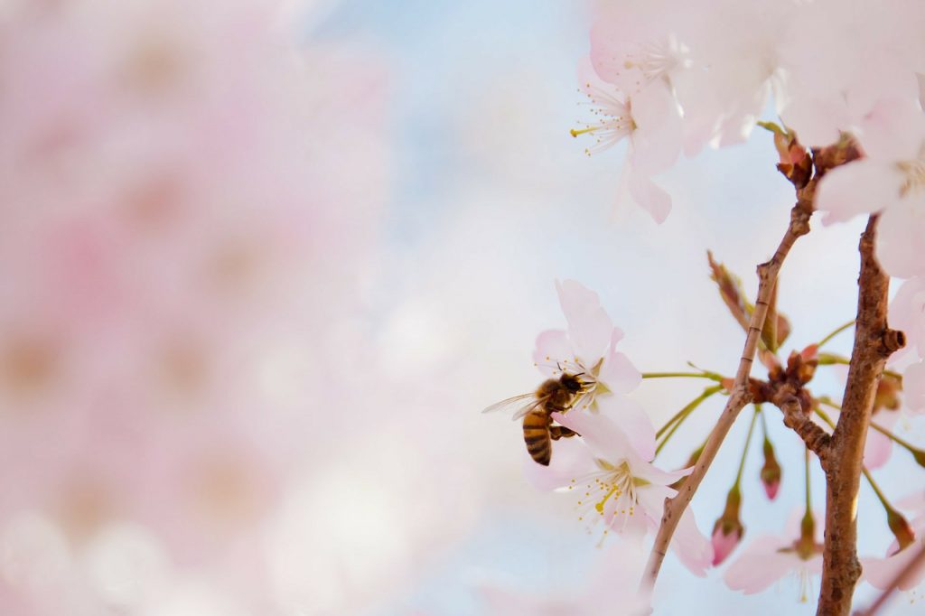 cherry tree, pink, pollen